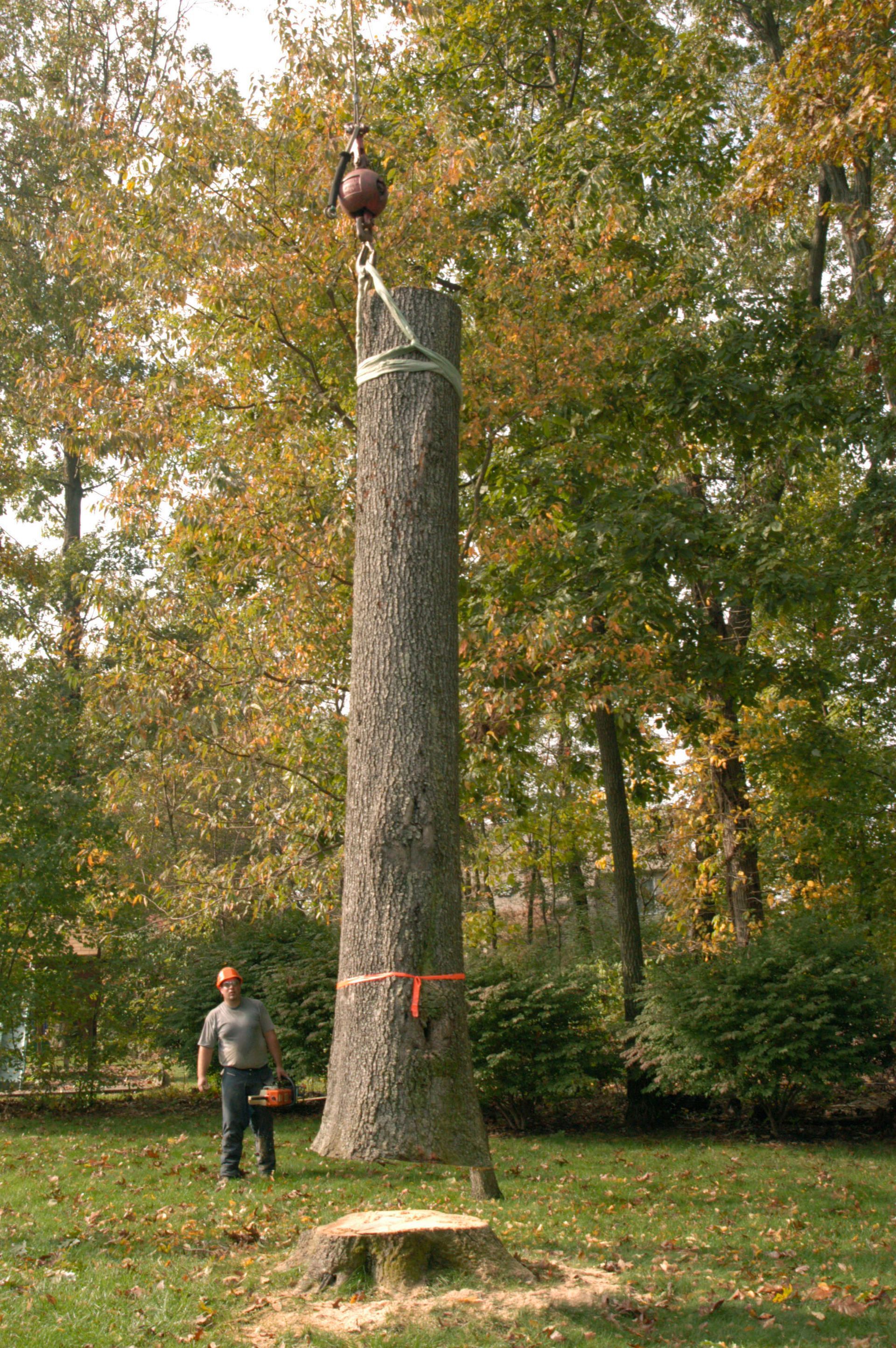 tree trimming