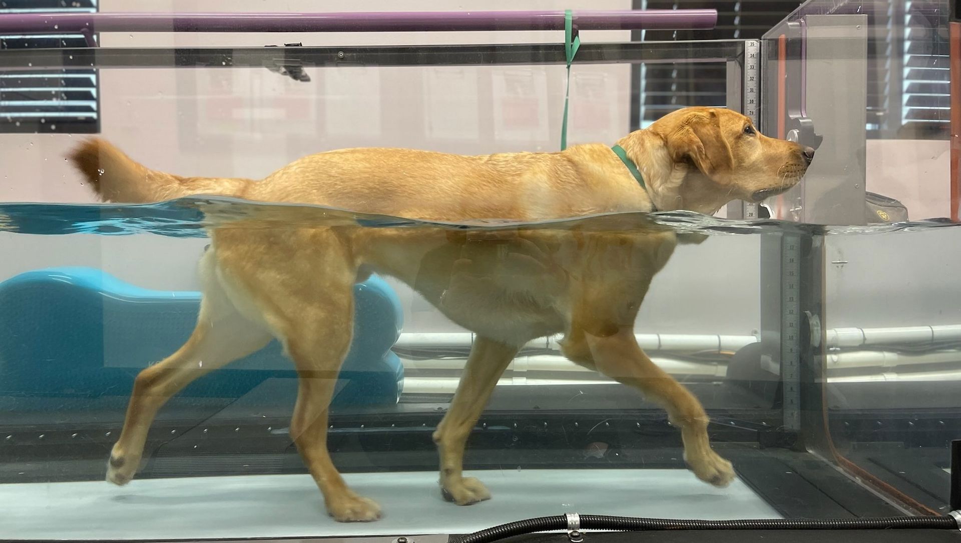 Dog walking in an underwater treadmill