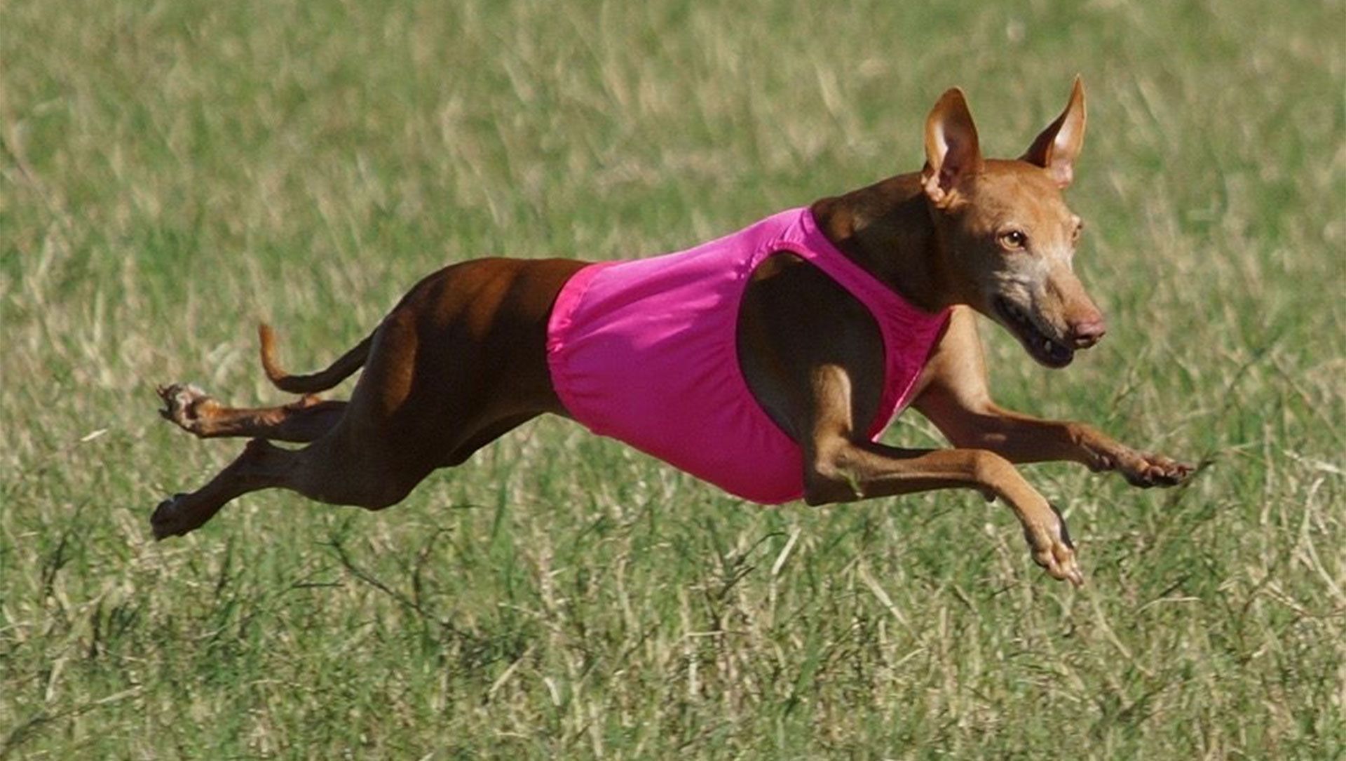 A brown dog wearing a pink shirt is running through a grassy field