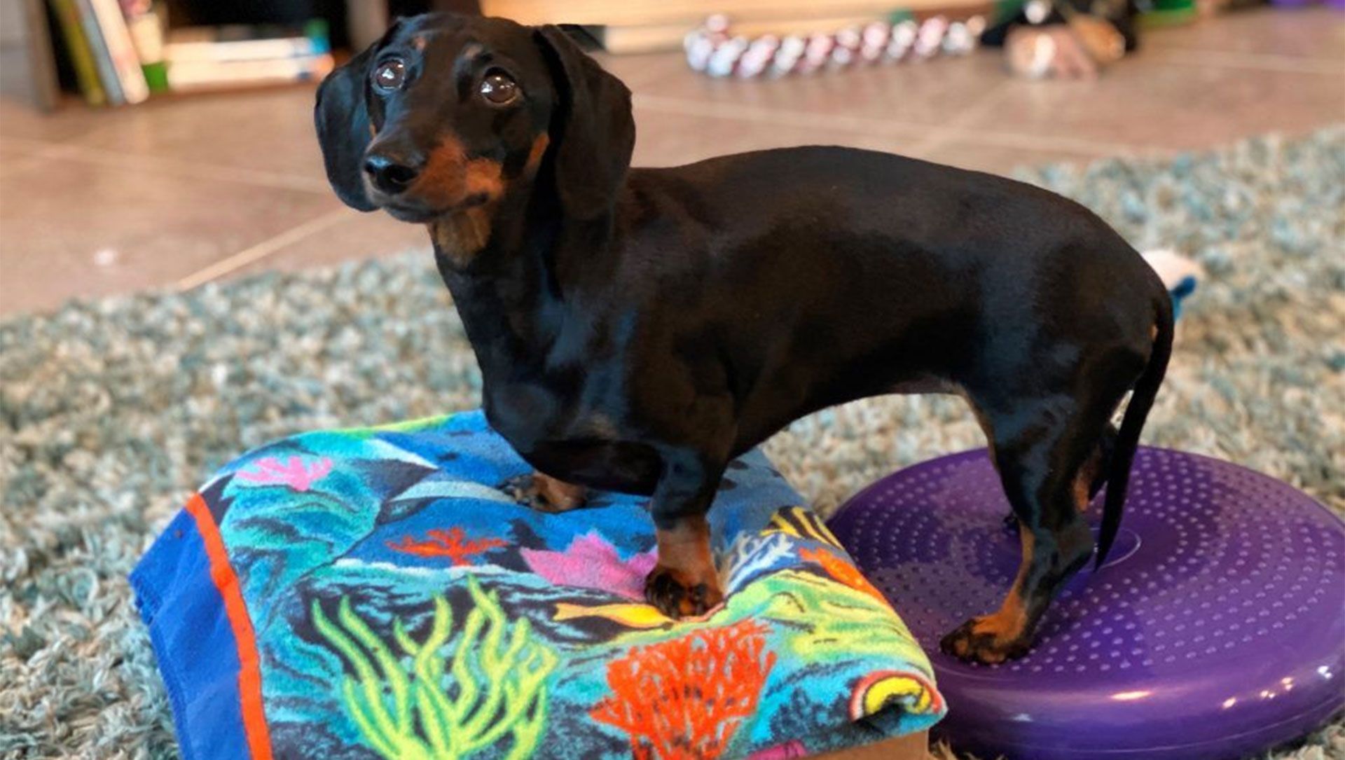 A black and brown dachshund is standing on a purple cushion