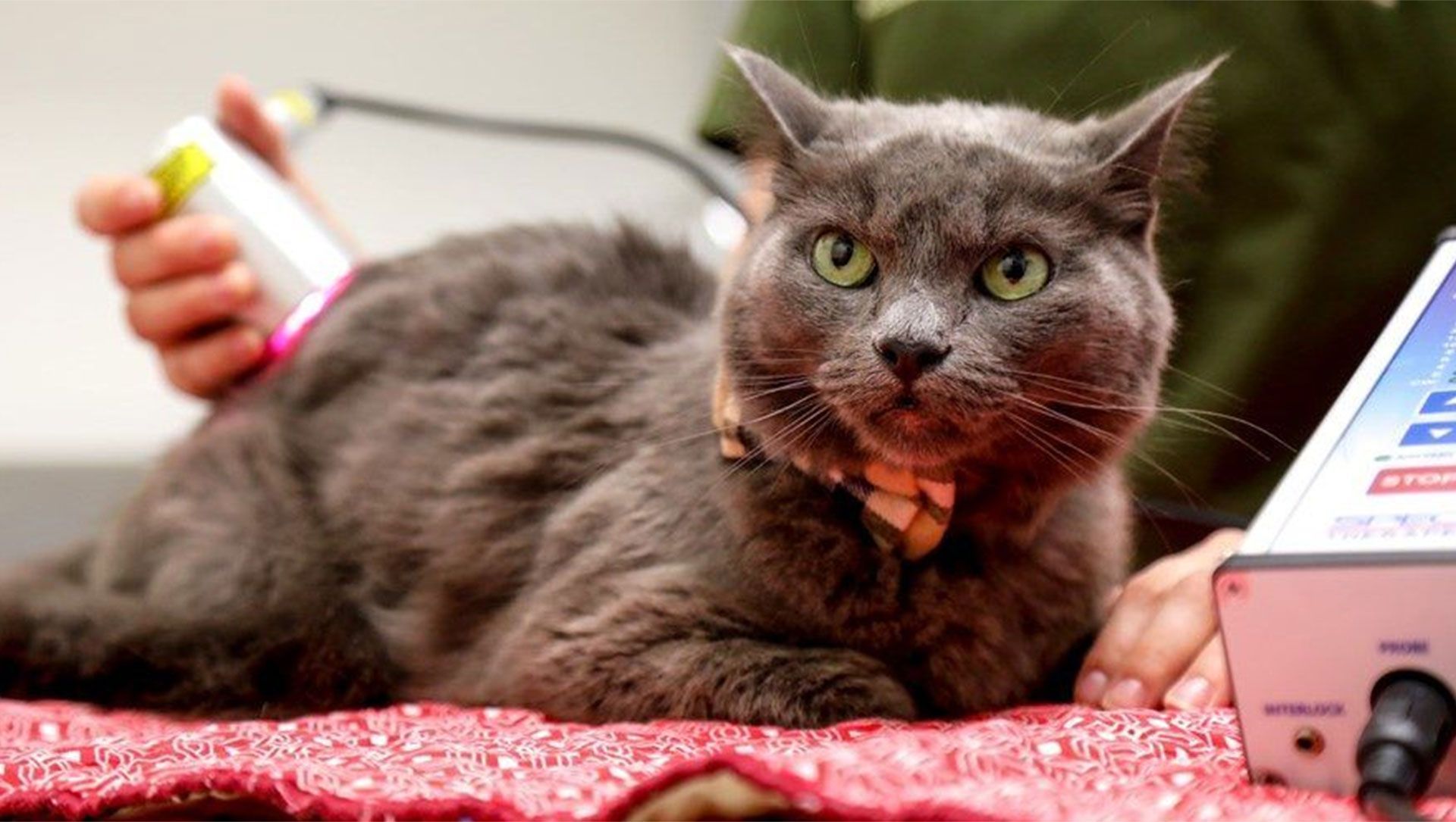 A gray cat is laying on a red blanket next to a person holding a laser therapy device
