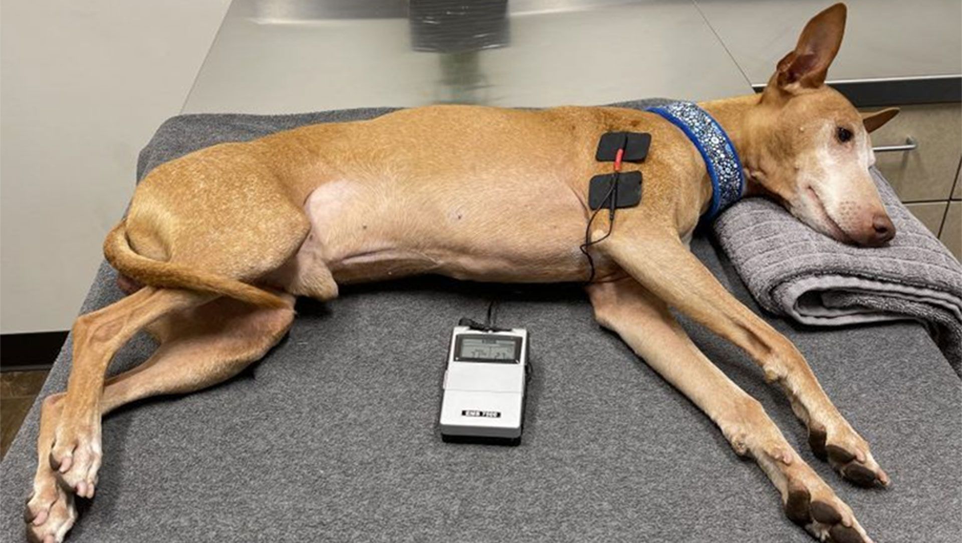A dog is laying on a table with an electric simulation