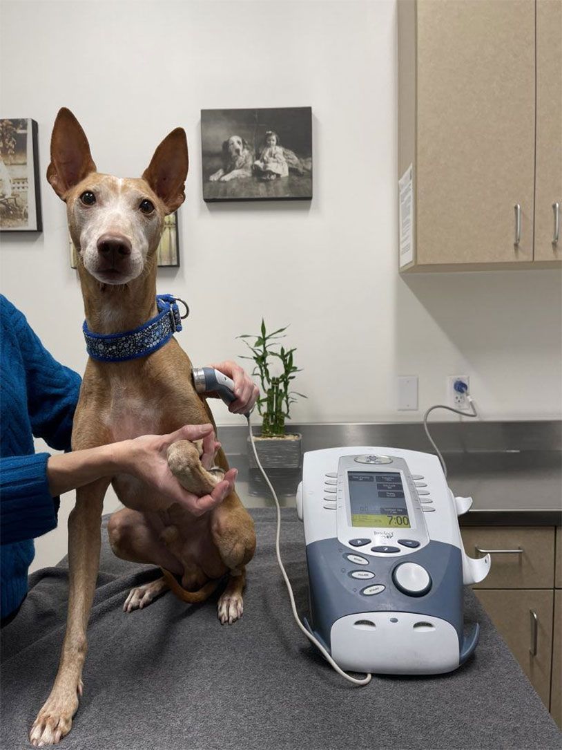 Therapeutic ultrasound on a dog