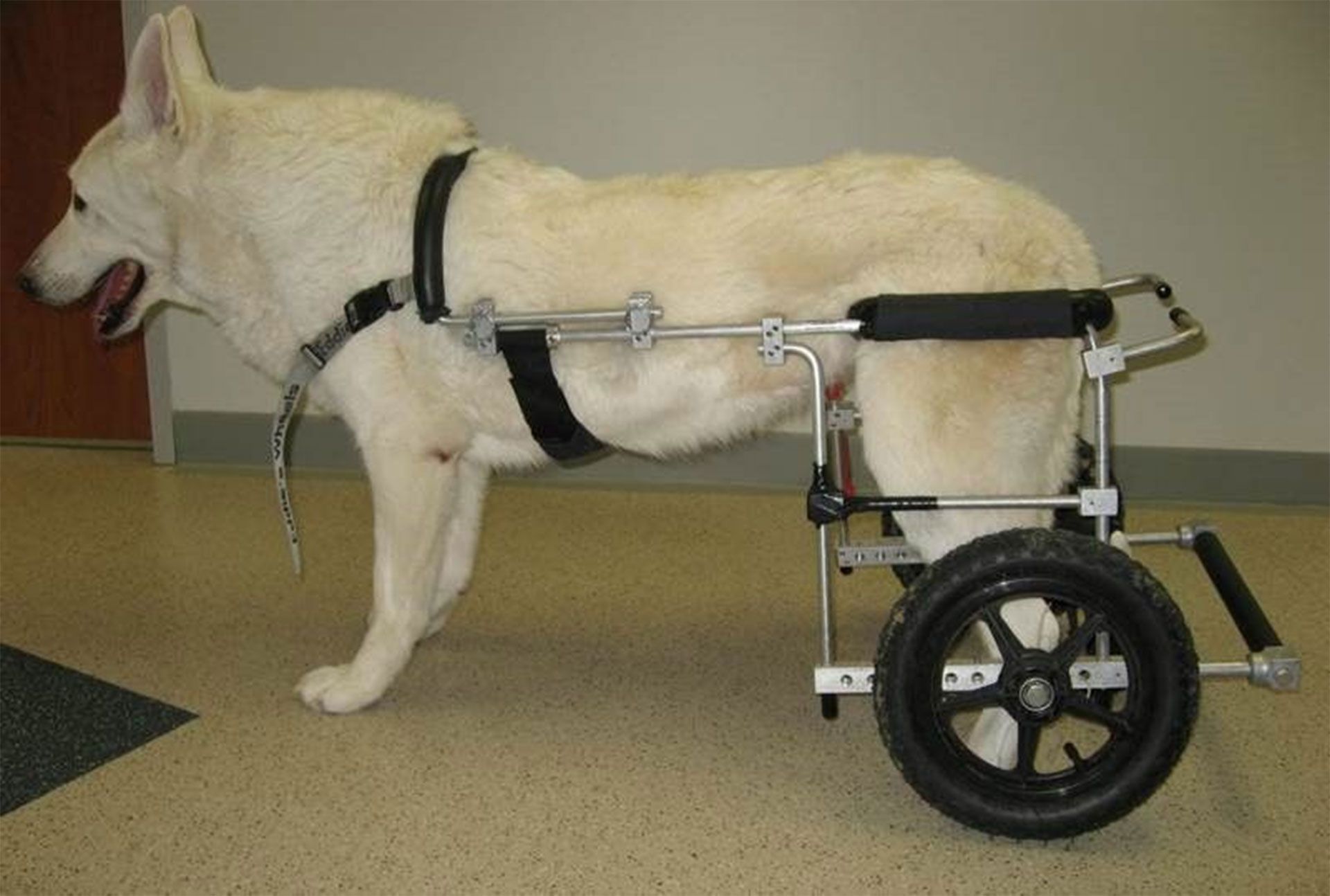 A white dog is in a wheelchair on the floor
