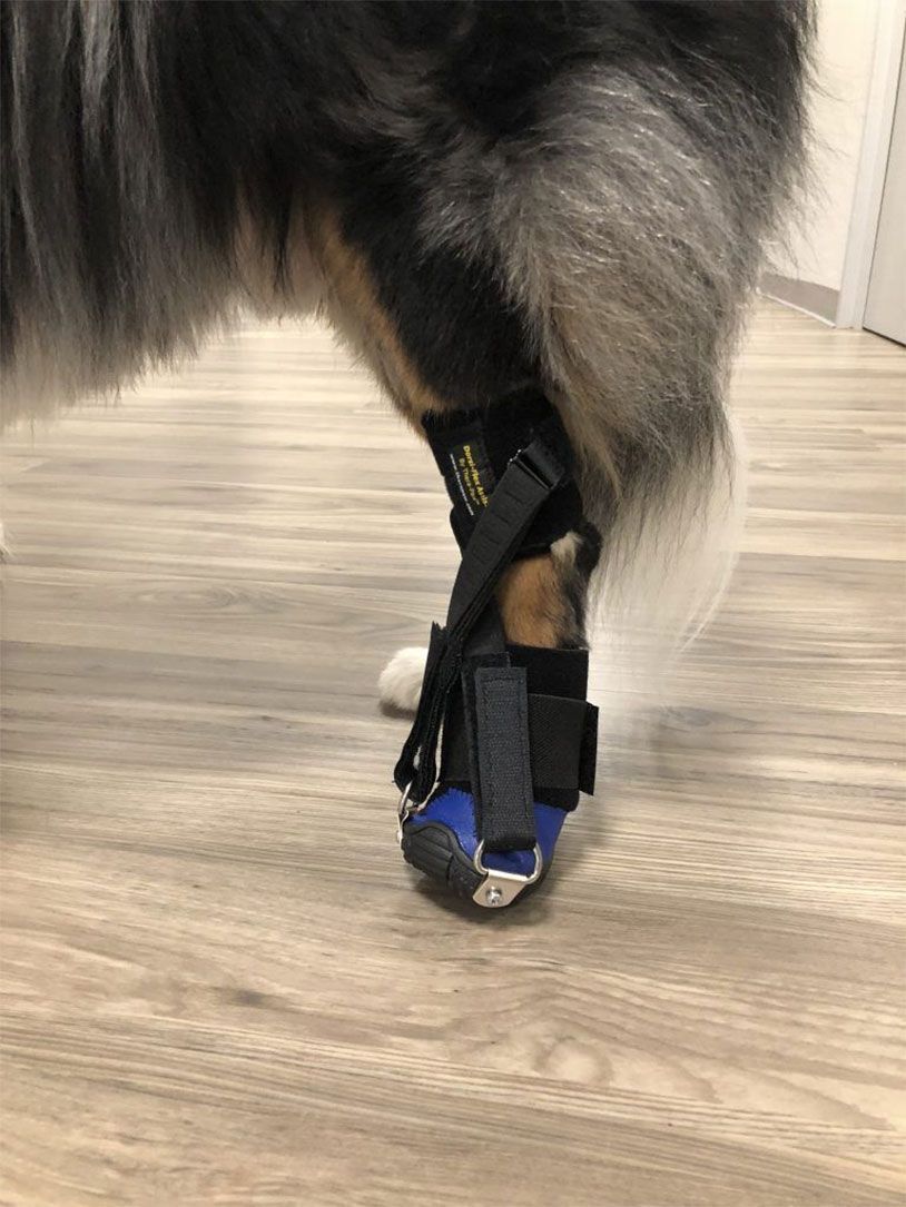 A dog wearing a brace on its leg is standing on a wooden floor