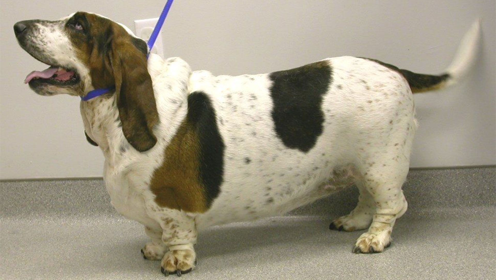 A brown and white basset hound with a blue leash around its neck