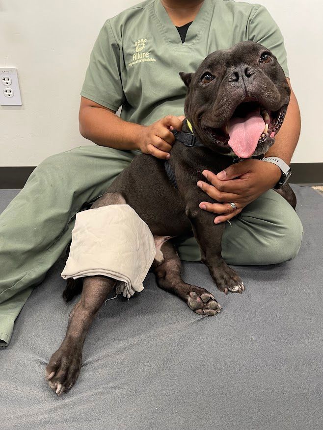 A man is holding a dog with a bandage on its leg