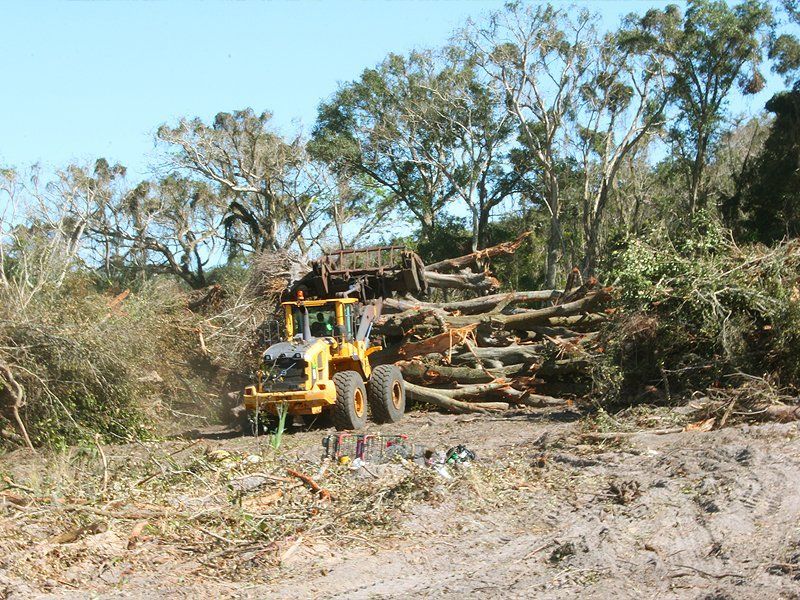 Tree removal services