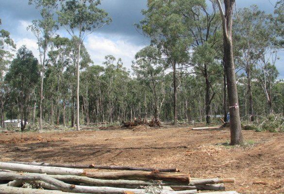 Tree removing services