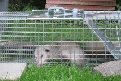 possum in trap - Prudential Pest Management, LLC