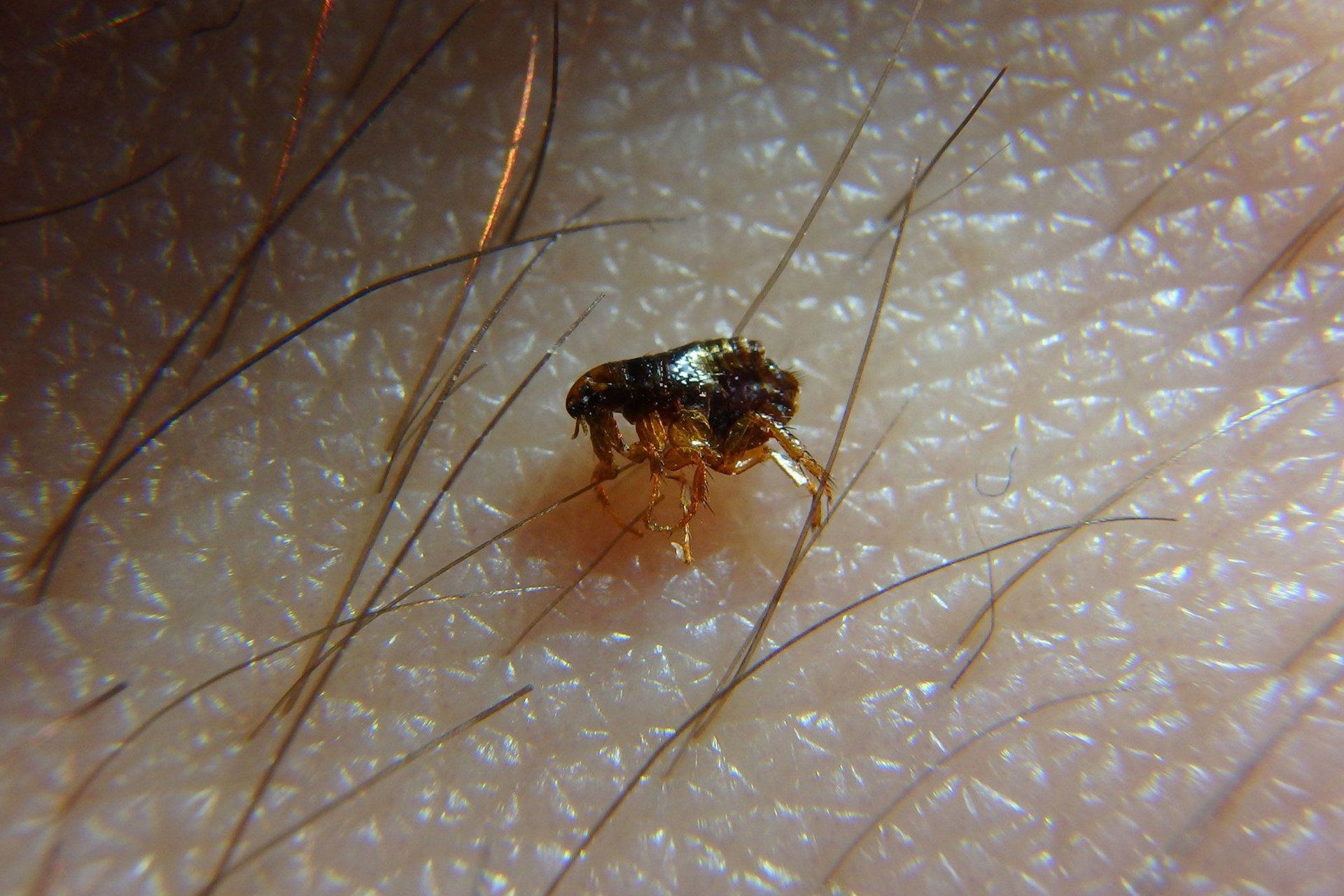 Flea and Tick Control