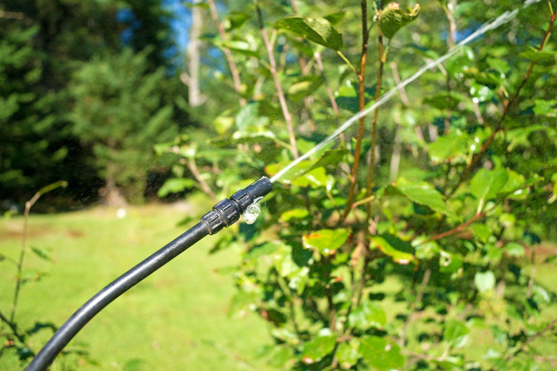 Tree Spraying Services