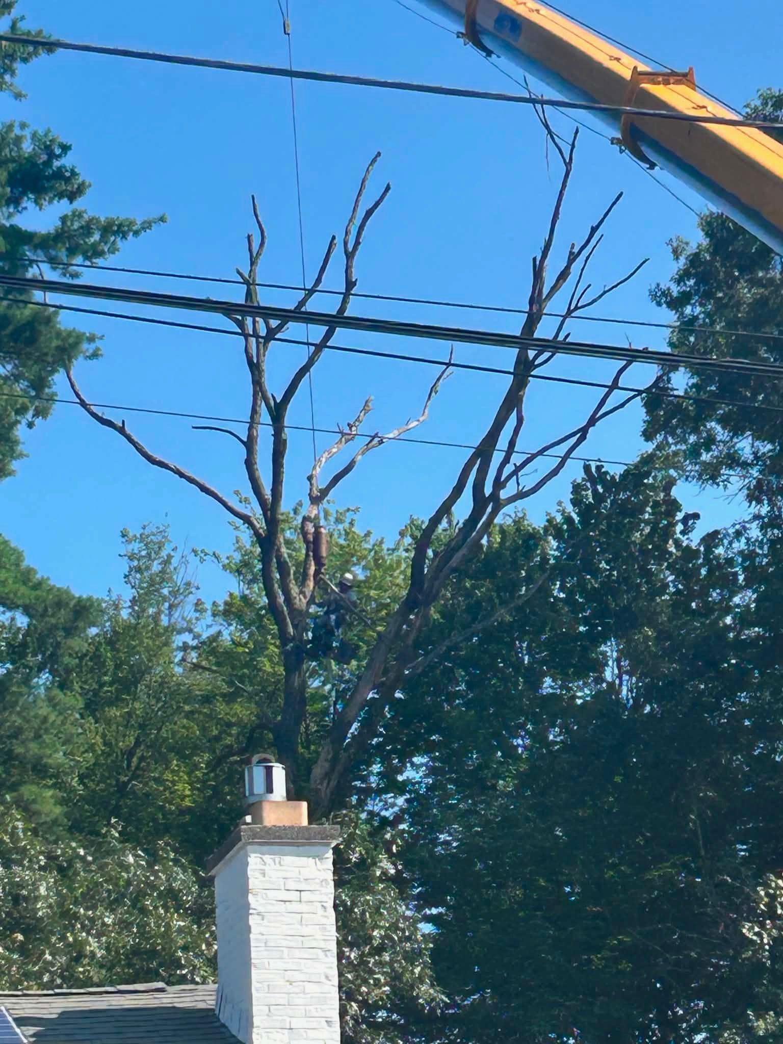 Tall bare tree above a white brick pillar, with power lines against a blue sky and green trees.