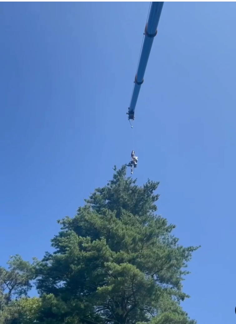 Tall evergreen tree against a blue sky with a utility pole overhead