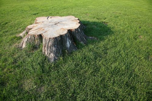 logo-jts-tree-and-landscape