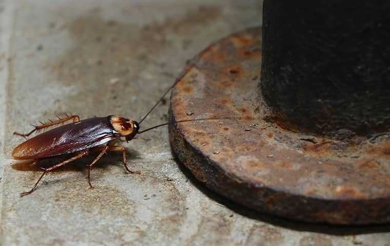 Cockroach near a rusty metal object on a gray surface.