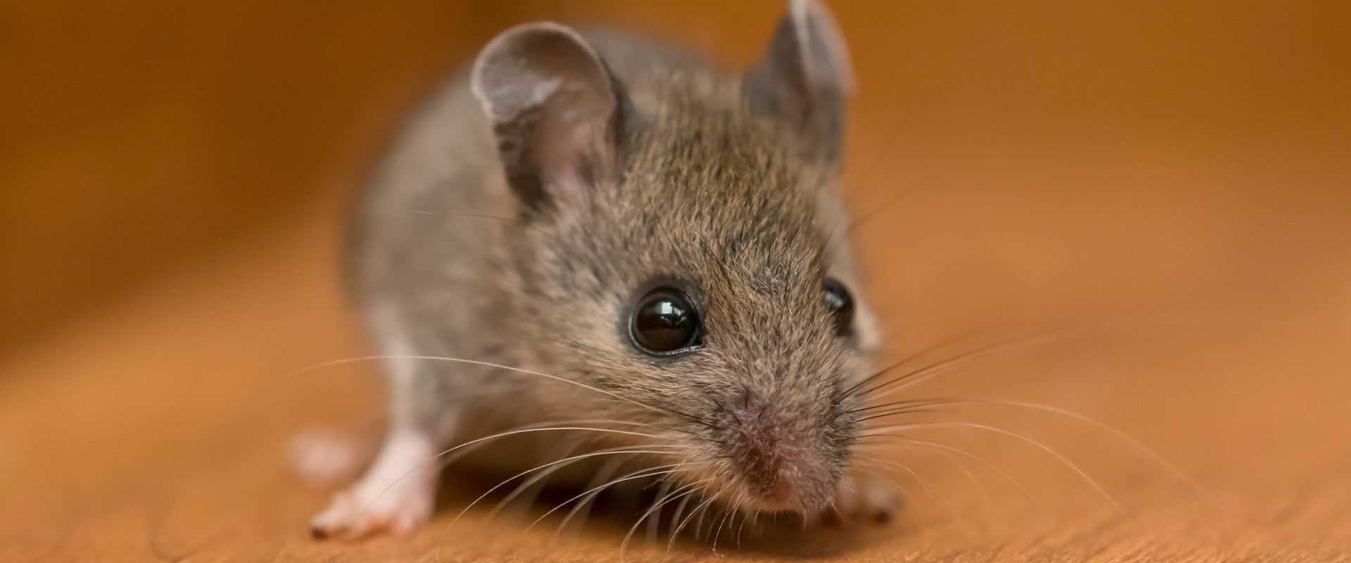 A close-up of a small, gray mouse with dark eyes, sitting on an orange surface.
