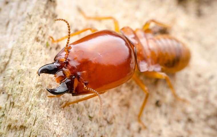 Termite soldier with large mandibles, on a light-brown wood surface.