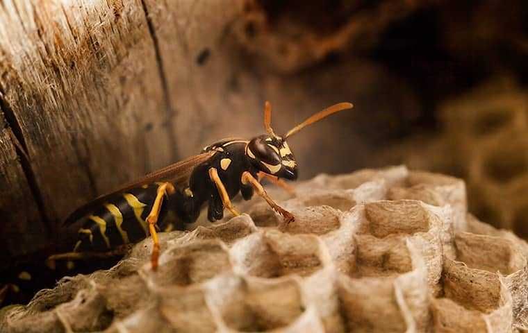 Wasp on a honeycomb-like nest, black and yellow stripes.