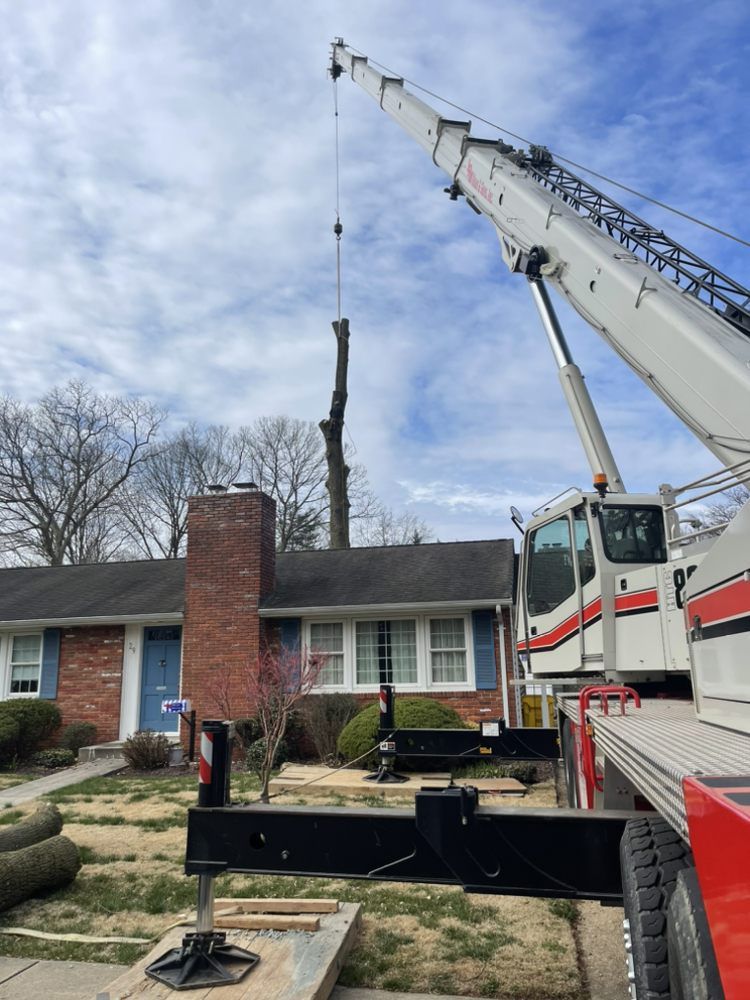 A crane is lifting a tree in front of a house.