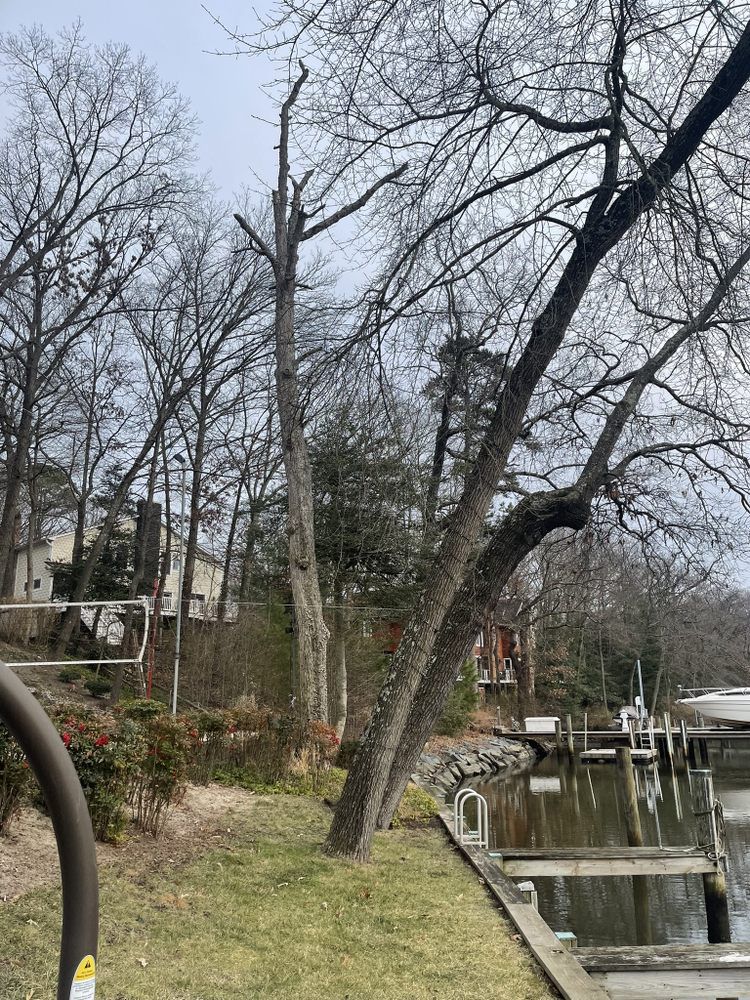 A tree is sitting next to a body of water.