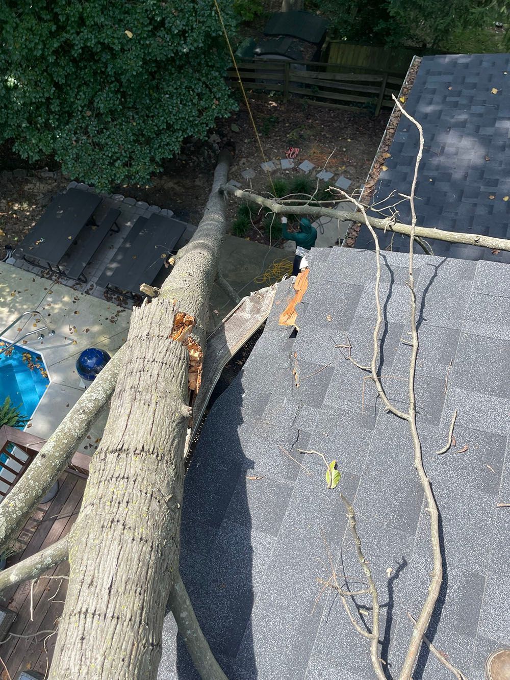tree roof damage