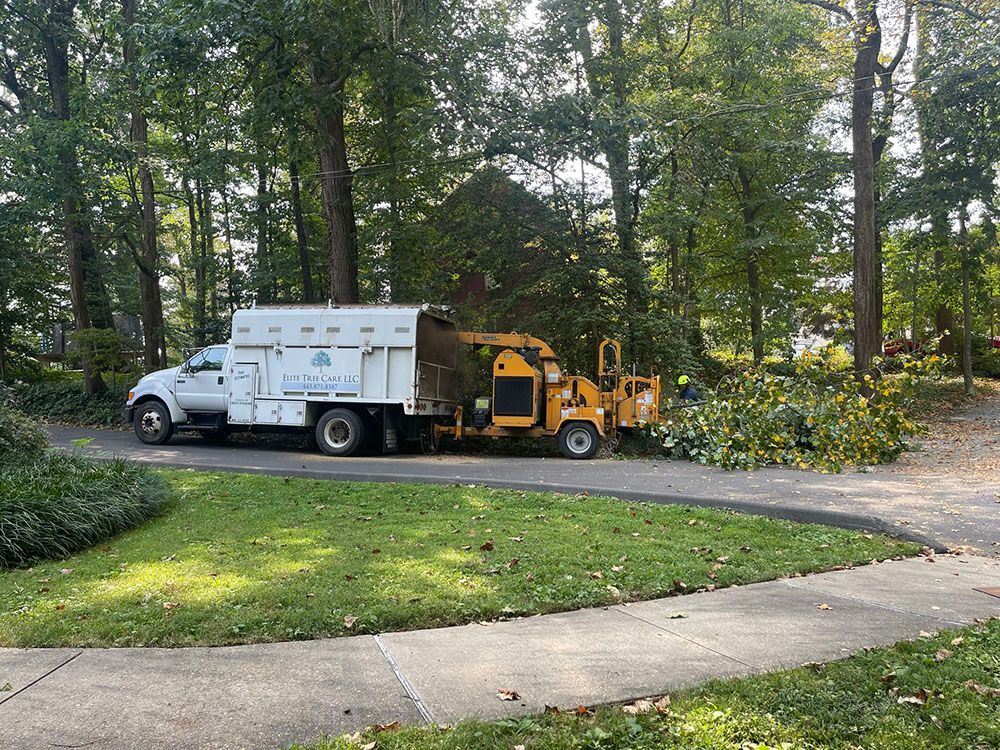 tree removing service