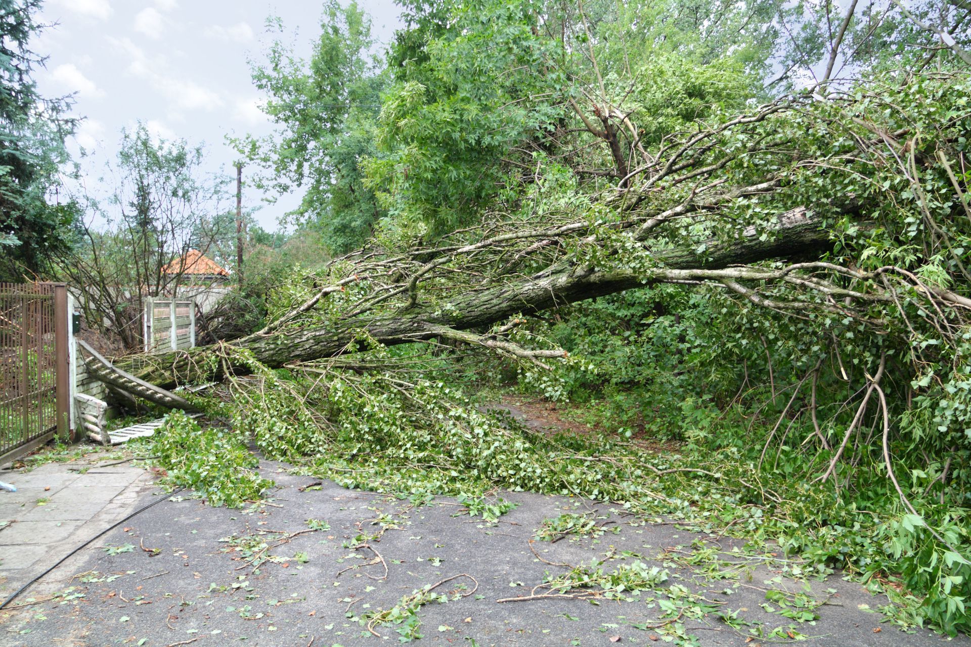 Fallen tree blocks a driveway. Green foliage covers the ground and branches. A metal fence and building are visible.