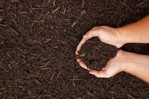 Hands cupped holding dark mulch, possibly soil, outdoors.