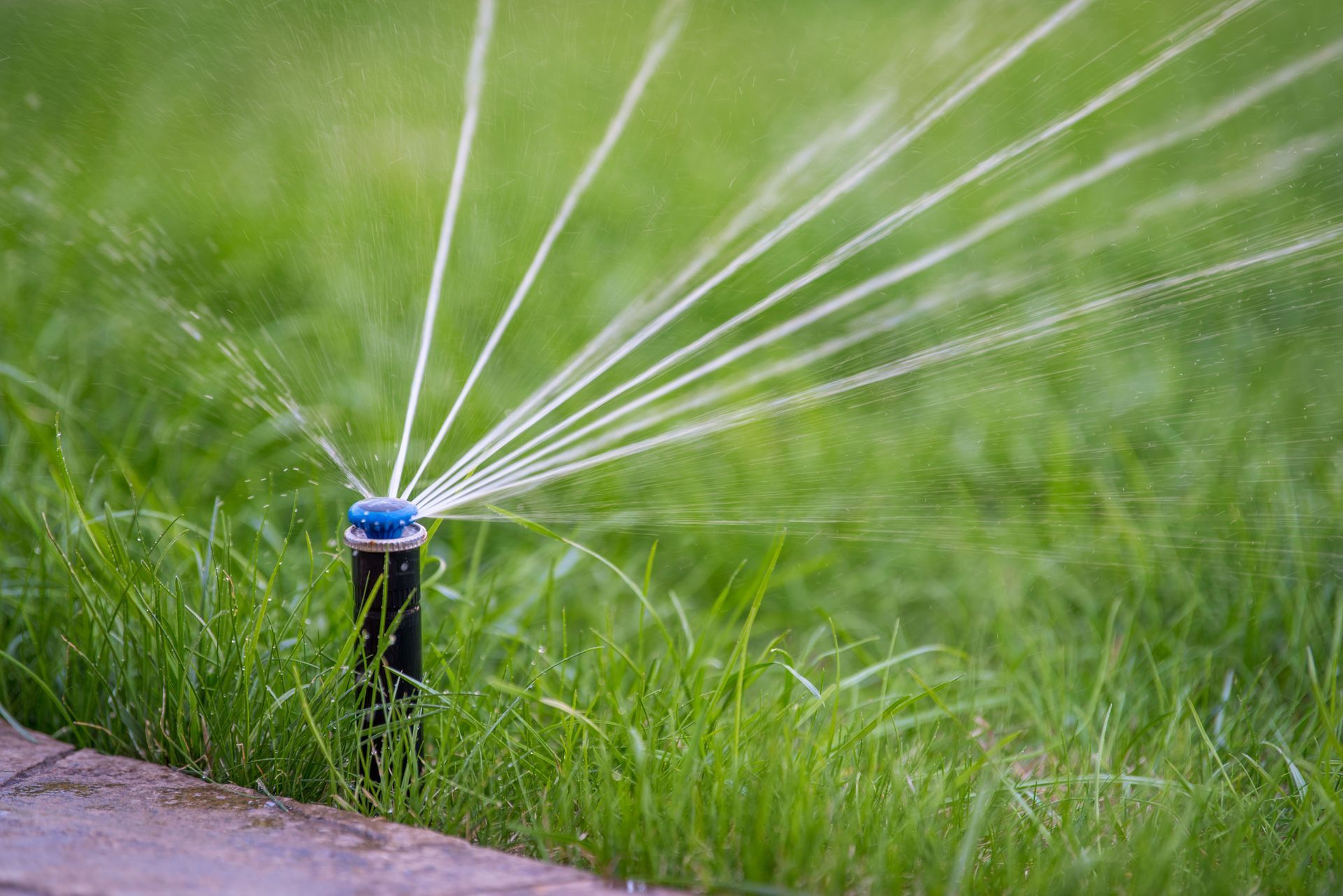 Sprinkler watering green grass. Blue sprinkler head sprays water onto lawn.