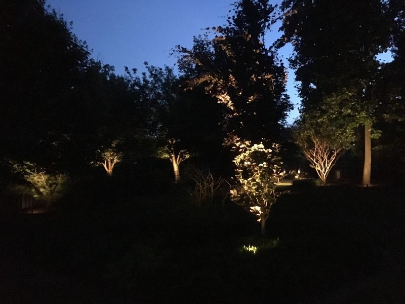Trees illuminated by spotlights at night against a dark blue sky.