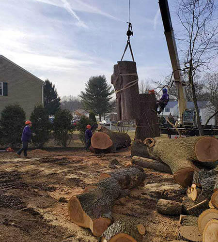 Crane lifting large tree trunk. Workers on site, cutting wood. Brown, green wood with blue sky.