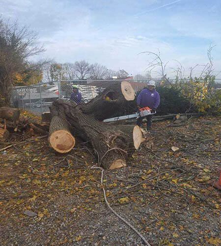 Two people cutting a fallen tree with a chainsaw, near a fence, on a cloudy day.