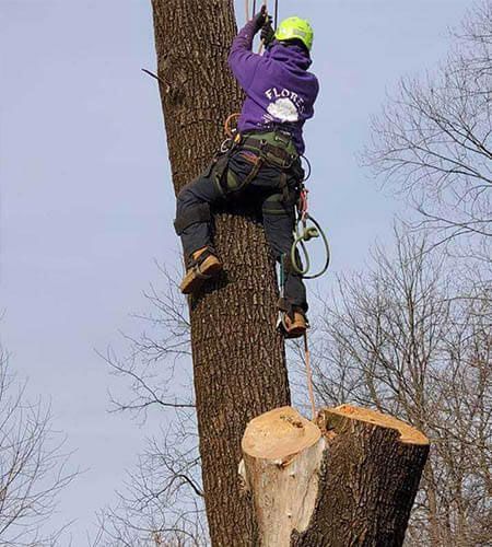 Arborist in purple hoodie climbing a tree, cutting off a limb. Bright green helmet.