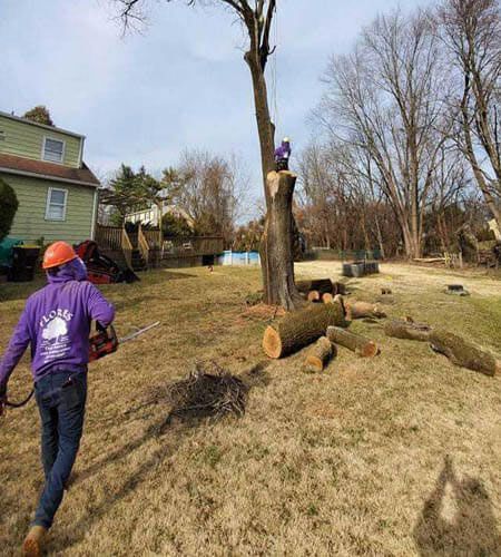 Arborist cutting a tree in a residential yard. Worker with chainsaw and other person up the tree.