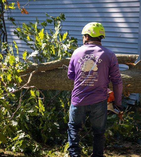 Tree service worker in purple shirt with chainsaw, cutting a tree.