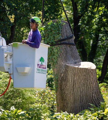 Tree service worker in a bucket truck trimming a tree stump.
