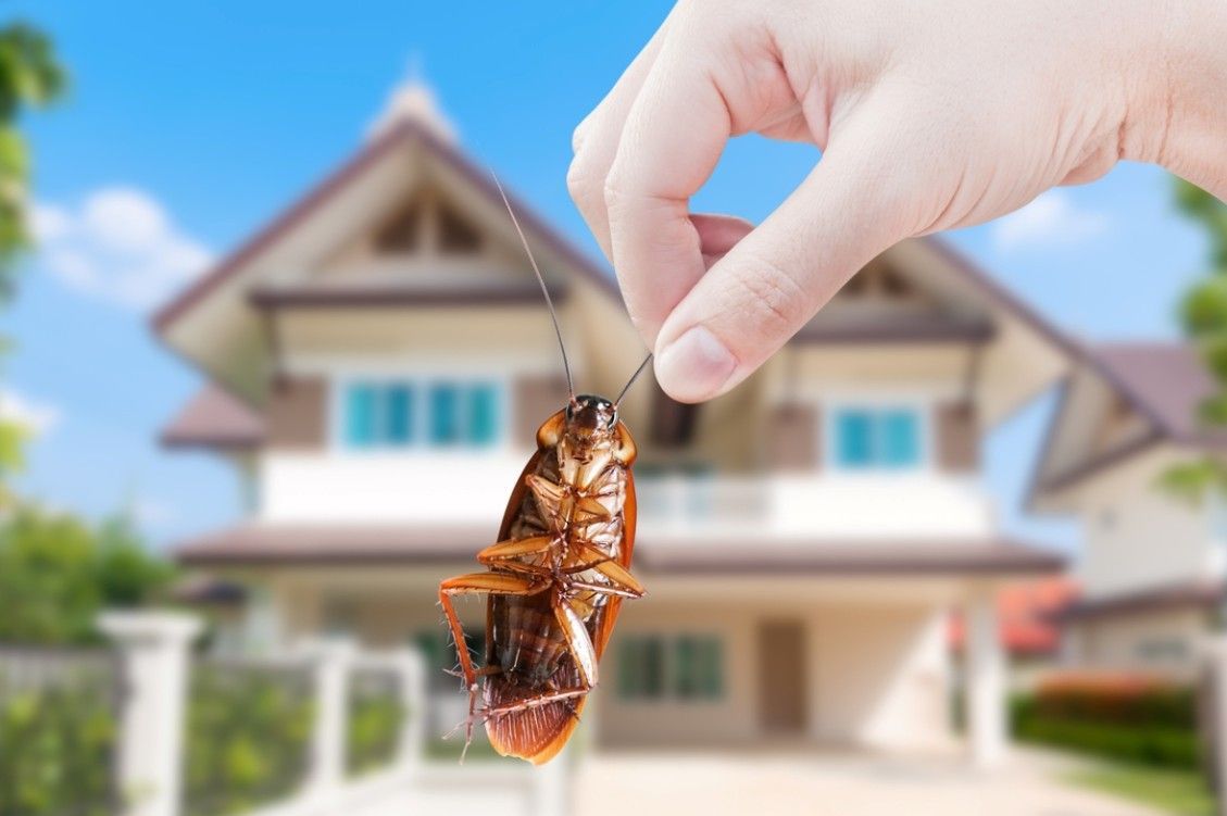 Hand holding a dead cockroach in front of a house.