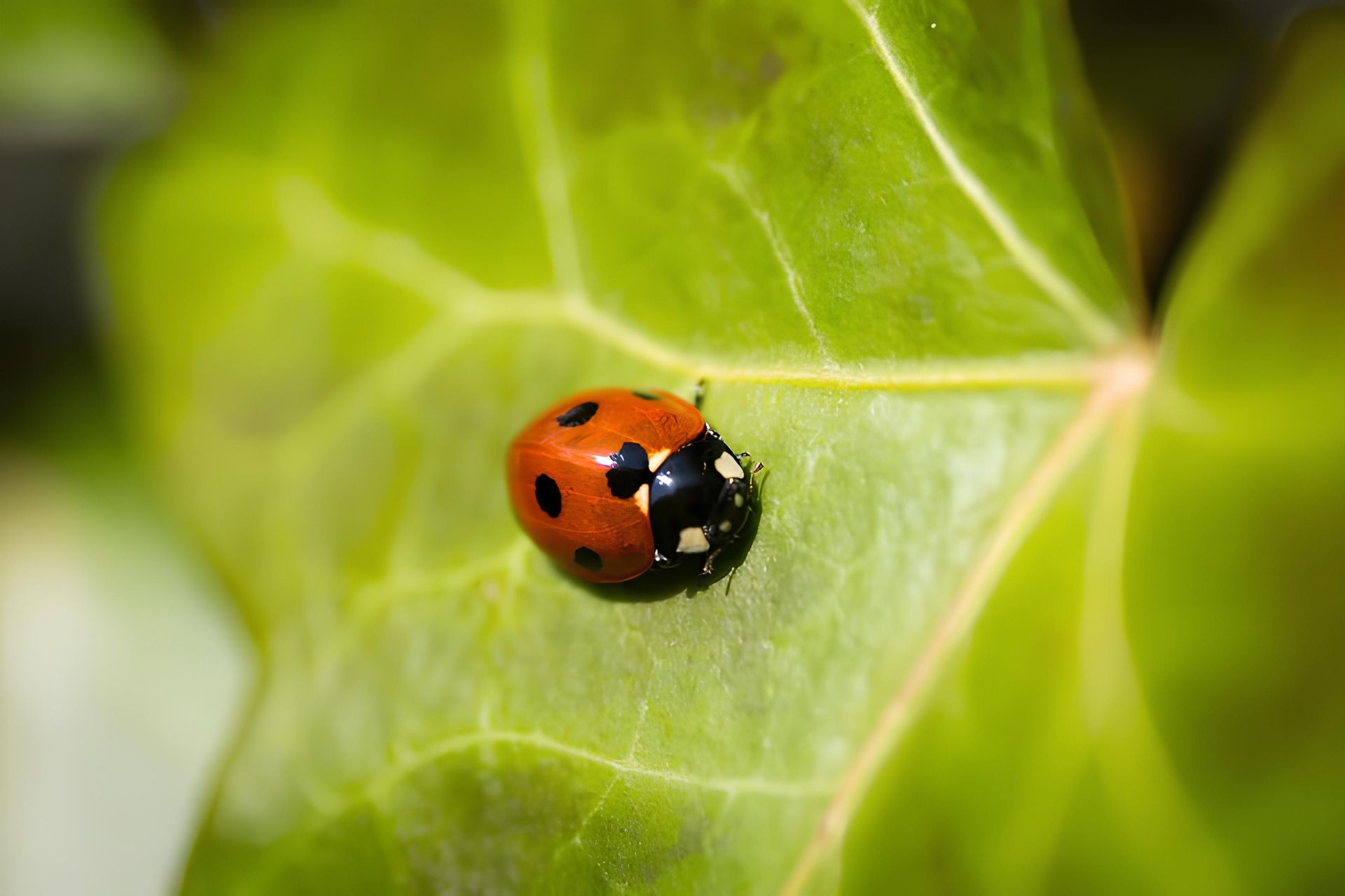 Ladybug with red spotted shell on a green ivy leaf.