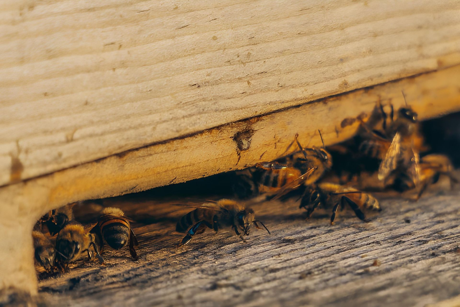 Bees clustered around the entrance of a wooden beehive.
