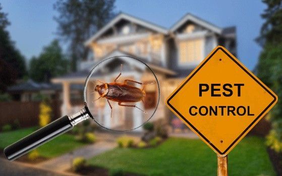 Cockroach magnified in front of a house, pest control sign in foreground.