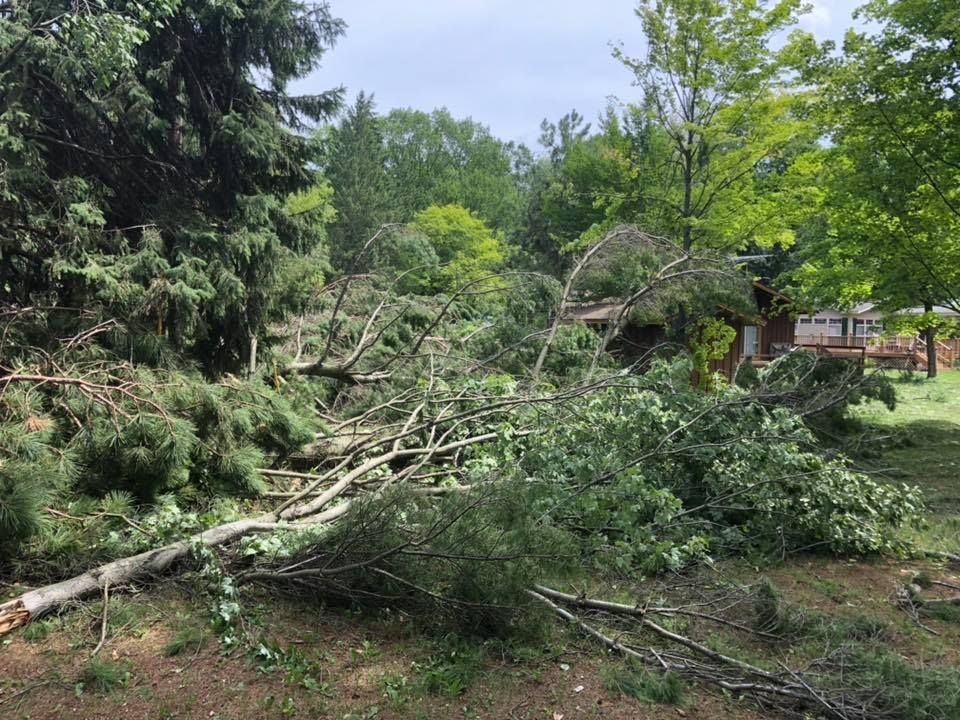 a pile of fallen trees in a yard with a house in the background .
