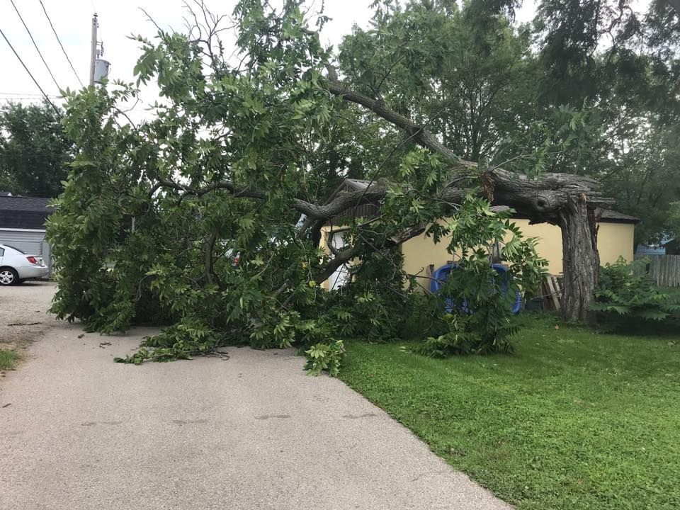 a large tree has fallen on the side of a road .