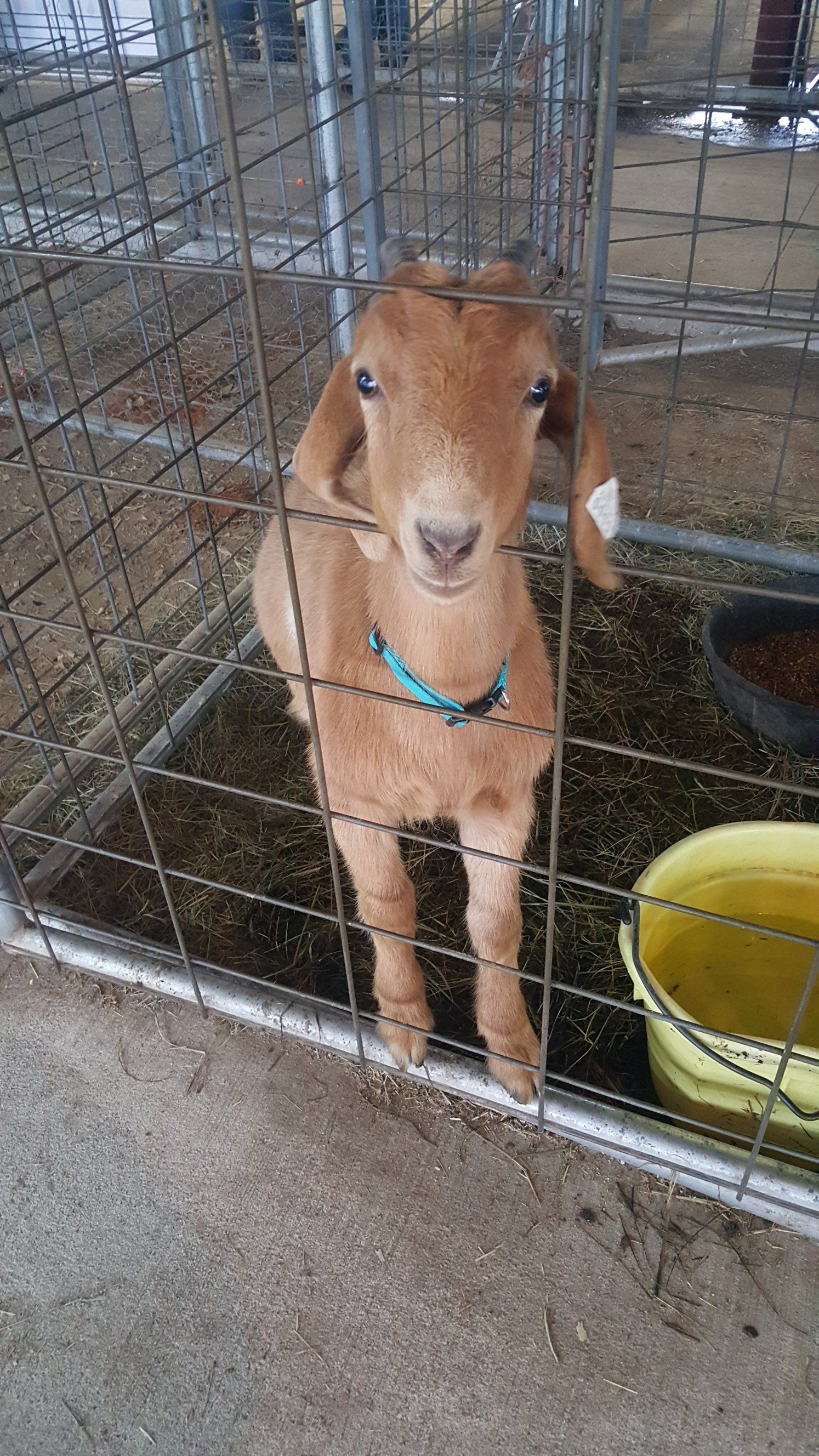 Lonoke County Fairgrounds County Fair Lonoke, AR