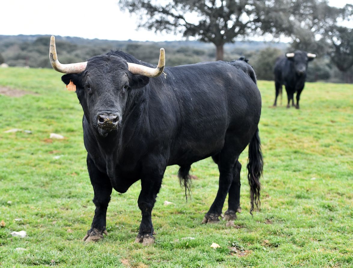 Black bull standing in a grassy field with another bull in the background