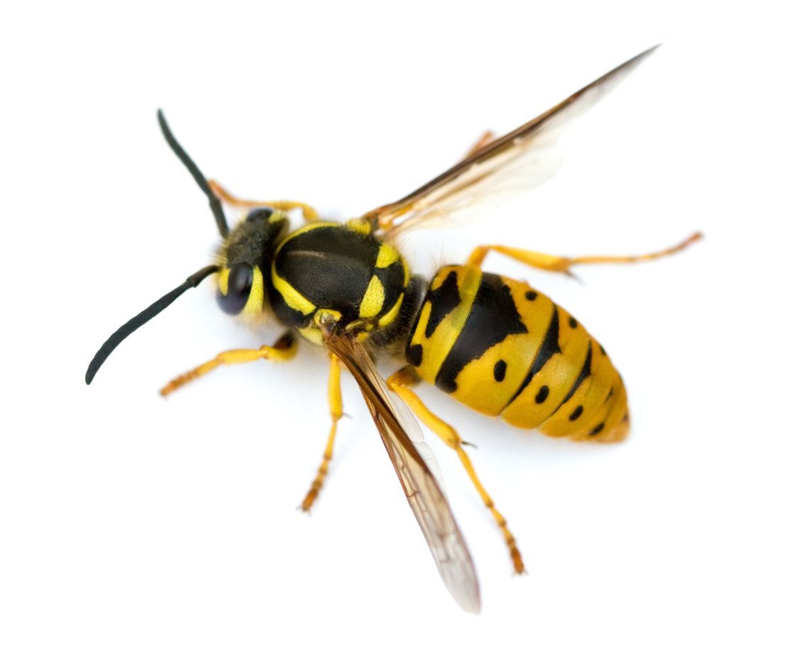 Yellow and black wasp on a white background
