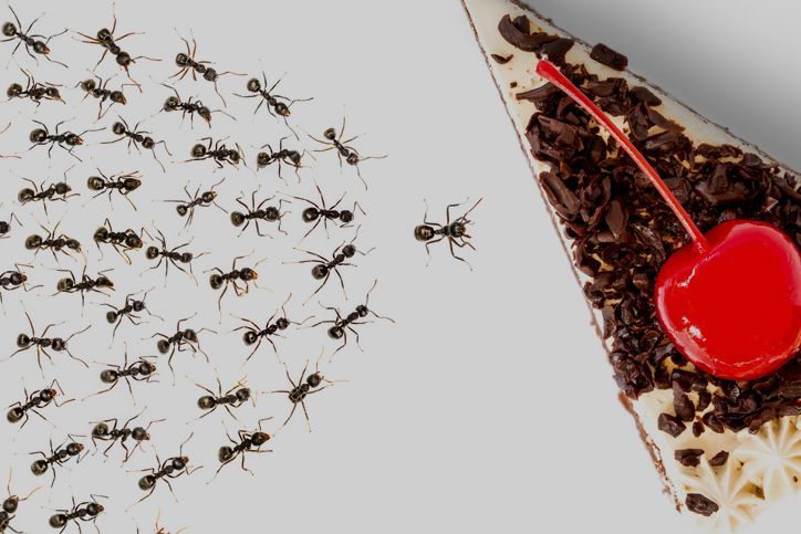 Many ants swarming around a slice of cake with a red cherry topping