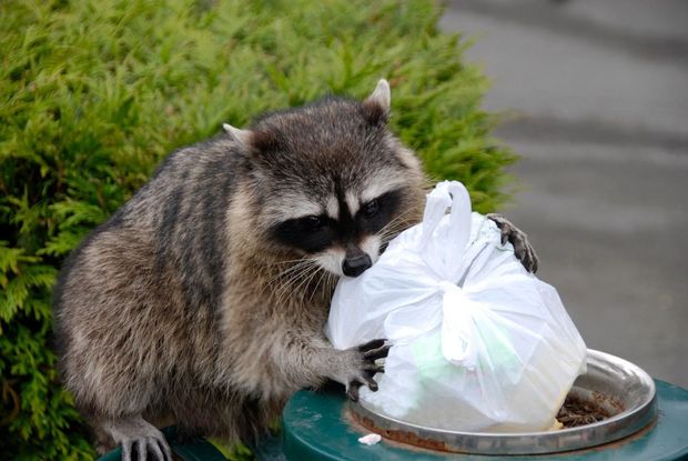 Raccoon eating from a white plastic bag beside a green bowl outdoors.