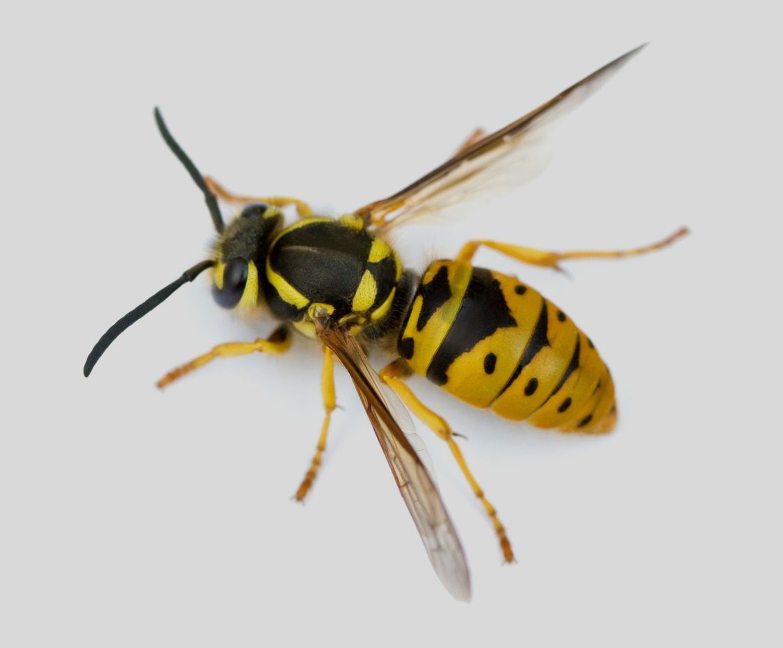 Yellow and black wasp in side view on a plain light background
