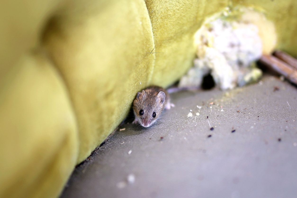 Small mouse peeking out from a yellow fabric gap onto a gray floor